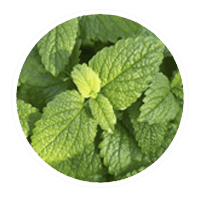 lemon balm